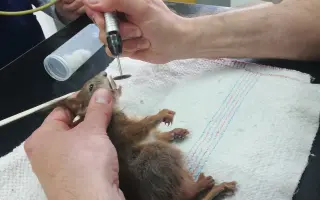 Pomôžte s rekonštrukciou záchrannej stanice pre veveričky