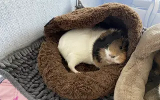 Zachráňme Mozzarellku – darujme jej potrebnú operáciu