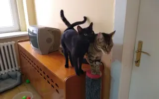 Pomôžme 11 zachráneným mačičkám zostať v bezpečí a láske