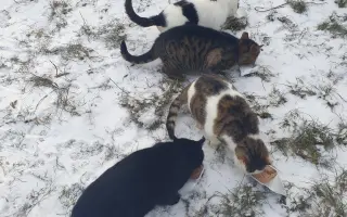 Dajme pouličným kocúrikom šancu prežiť zimu v zdraví