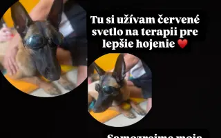 Pomôžte Lady znovu stáť na vlastných labkách