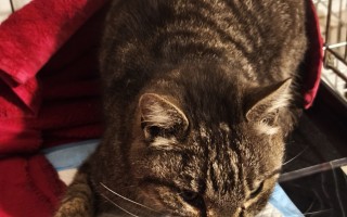 Podporte kastračnú akciu zameranú na vonkajšie túlavé mačky a kocúrov🐾