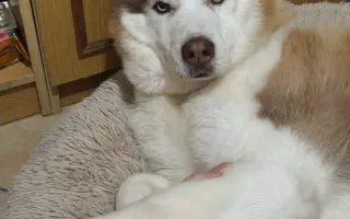 Keď labky slabnú, láska stále beží ďalej - pomôžme huskymu Hachiko