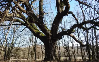 Zachráňme 200-ročný dub a vytvorme EKOCENTRUM POD DUBOM. Zelená hliadka Pezinok
