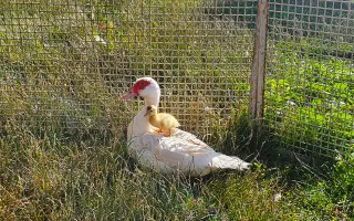 Pomôžte Detskej farme Humanita (DFH) postaviť sa na nohy