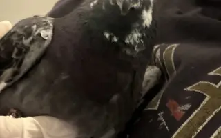 Pomôžme Vlaďke postaviť domov pre handicapované holuby