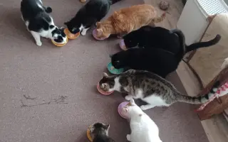 Strechu nad hlavou majú. PomôžMe nám naplniť aj ich misky.