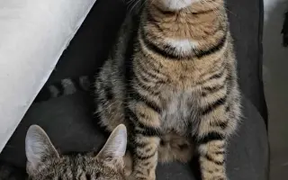 Pomôžme spoločne pouličným mačičkám 🐱🐾