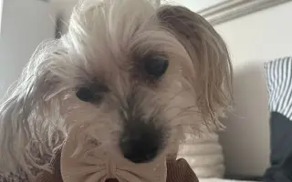 Pomôžme Rúfuskovi zabezpečiť potrebnú operáciu