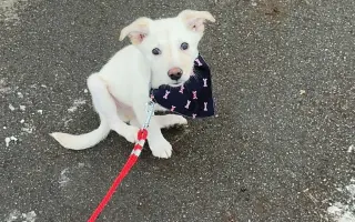 Pomôžte nám udržať  Farmu Happy - bezpečné miesto pre zvieratá