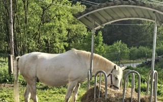 Pomôžme spoločne pokryť náklady na Sahibovu liečbu