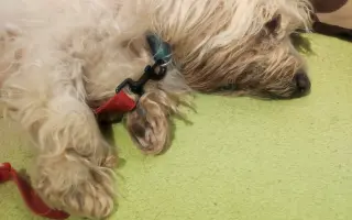 Pomôžme zachraňovať psích seniorov a dopriať im dôstojnú starobu
