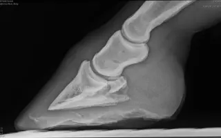 Pomôžme kobylke Moly zvládnuť liečbu