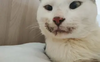 Pomôžme kocúrikovi Labke zotaviť sa