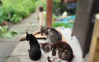 Pomôžme mačičkám prežiť zimu