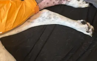 Pomôžme Michaele zabezpečiť jej fenke starostlivosť po operácii kolena