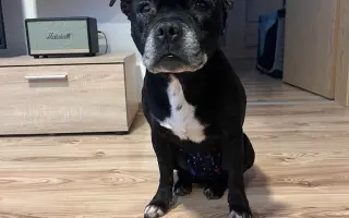 Pre Bessie, aby mohla ešte žiť naplno Pre Bessie, aby mohla ešte žiť naplno