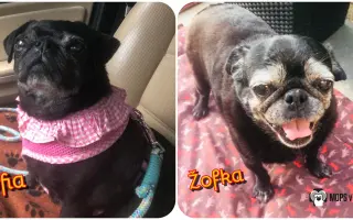 Pomôžte dať chorým mopsíkom šancu na život – MOPS v núdzi, o.z.