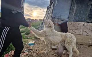 Zachráň život zvierat z osady | Podpor SOS Psíky / SOS Doggies
