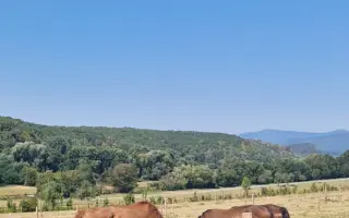 Dajme Sultánovi druhú šancu na život bez bolesti