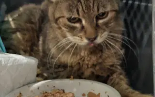 Pomôžme Dáši zachraňovať pouličné mačičky