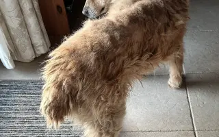 Doprajme Ronkovi dôstojnú jeseň života plnú lásky