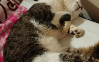 Pomôžme kocúrikovi Labke zotaviť sa