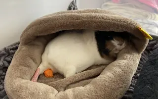 Zachráňme Mozzarellku – darujme jej potrebnú operáciu