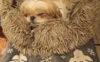 Pomôžte našim chorým senior psíkom - OZ pomoc psíkom Shih-tzu