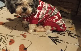 Pomôžte našim senior psíkom Shih-tzu dožiť dôstojný život