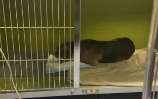 Darujme Benymu druhú šancu