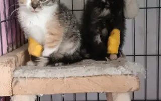 Pomôžte nám postaviť bezpečnú voliéru pre mačky bez domova