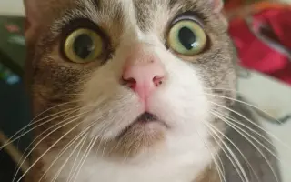 Pomôžte našim 18 zachráneným mačičkám prežiť ďalší mesiac