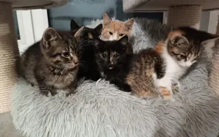 Pomôžte nám postaviť bezpečnú voliéru pre mačky bez domova