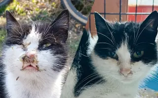 Pomohli ste mačkám z Ružinova
