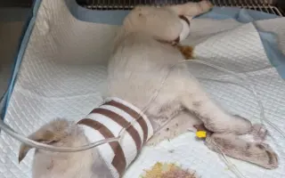 Pomôžte nám udržať  Farmu Happy - bezpečné miesto pre zvieratá