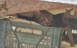 Pomôžme zranenému kocúrikovi postaviť sa opäť na labky