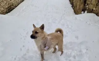 Pes nie je darček. Pomôžte nám zmeniť myslenie v marginalizovaných komunitách.