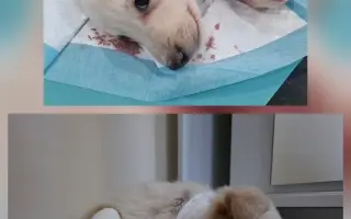 Pomôžte nám udržať  Farmu Happy - bezpečné miesto pre zvieratá