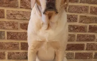 Podporte výnimočnú labradorku, aby mohla pomôcť tým, ktorí to najviac potrebujú