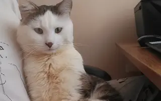 Pomôžme kocúrikovi Labke zotaviť sa
