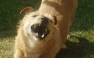 Pomôžte Maxovi znovu chodiť