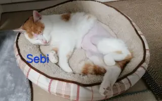 Pomôžme zachraňovať mačacie životy v Senci a okolí