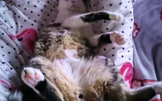 Salty bojuje o svoj tretí život – pomôžme mu vyhrať boj s FIP