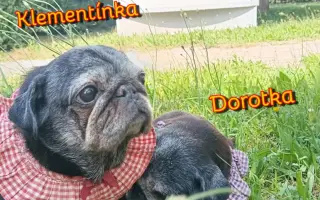 Pomôžte dať chorým mopsíkom šancu na život – MOPS v núdzi, o.z.
