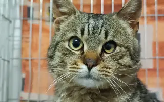 Pomôžte nám postaviť bezpečnú voliéru pre mačky bez domova