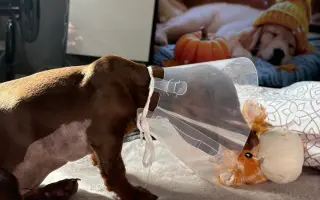 Pomohli ste Dinovi podstúpiť operáciu pečene