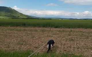 Podporme slovenské záchranárske psy na Majstrovstvách sveta 2026 v Slovinsku!