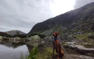Zachráňme Dobbyho - pomôžme mu s liečbou mastocytózy
