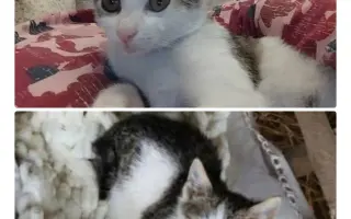 Pomôžme tam, kde by mačičky bez nás neprežili